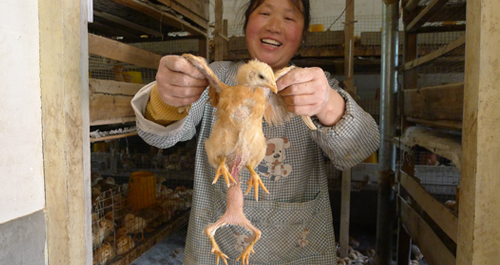 商州一農民孵出四條腿小雞