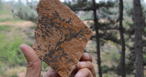 洛南發(fā)現(xiàn)6000萬年前樹葉紋化石