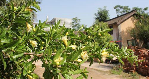 丹鳳有樹開白花的石榴