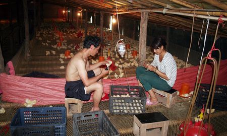 丹鳳農(nóng)民工余發(fā)杰發(fā)展大棚肉雞養(yǎng)殖