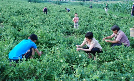 洛南八道河村金銀花喜獲豐收　
