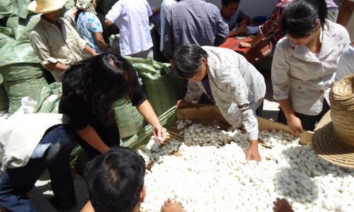 洛南景村鎮(zhèn)蠶農(nóng)交售蠶繭