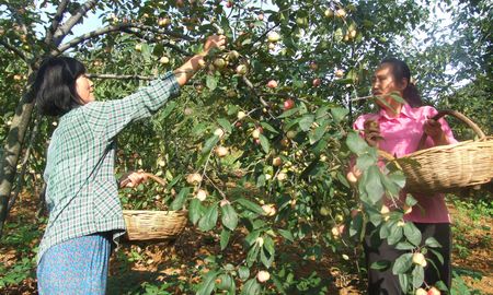 丹鳳鐵峪鋪鎮(zhèn)沙果喜獲豐收