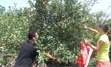丹鳳萬灣村早熟嘎拉蘋果吸引游客