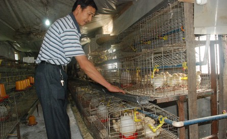 商南城關(guān)鎮(zhèn)養(yǎng)殖專業(yè)戶首批引進(jìn)500只火雞