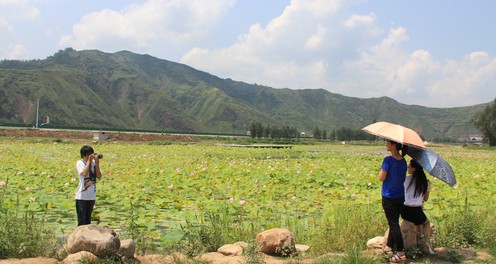 丹鳳擴建千畝荷塘景觀