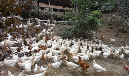 丹鳳月日鎮(zhèn)發(fā)展生態(tài)雞養(yǎng)殖