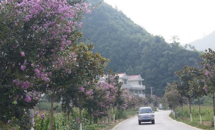 鎮(zhèn)云公路紫薇花競相怒放