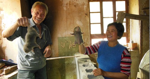 柞水村民搞竹鼠馴養(yǎng)