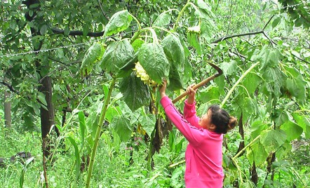 洛南村民引進優(yōu)質(zhì)向日葵籽