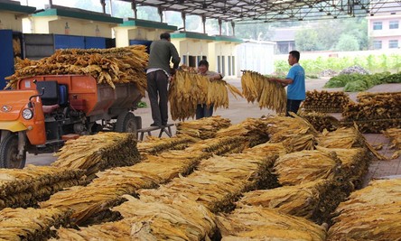 洛南各煙站烘烤收獲煙葉