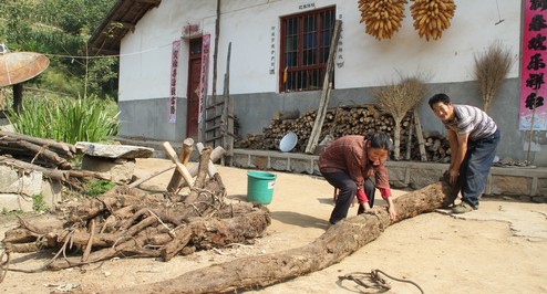 柞水曹坪鎮(zhèn)一村民挖到重達(dá)260余斤葛根
