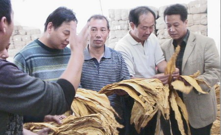 洛南人大代表評議煙葉收購工作