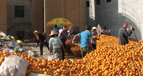 商州區(qū)下崗職工建起公司解決柿子銷路