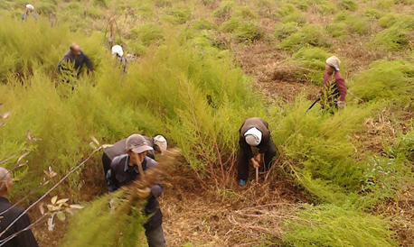 丹鳳蔡川鎮(zhèn)大力進(jìn)行藥源基地建設(shè)