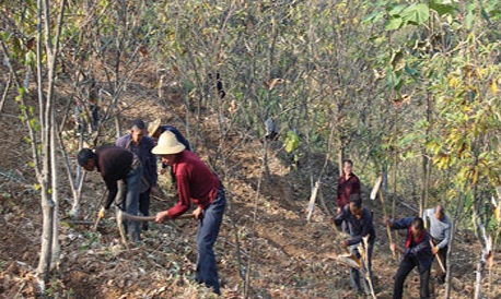 鎮(zhèn)安云蓋寺鎮(zhèn)組織開展茶園建設(shè)