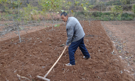 商州:農(nóng)民抓住時機播種