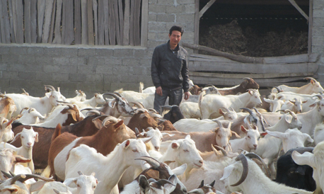 山陽：甘溝梁上的羊倌