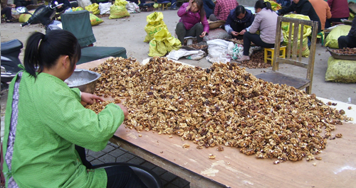 洛南：石門(mén)鎮(zhèn)留守婦女秋冬時(shí)節(jié)忙增收