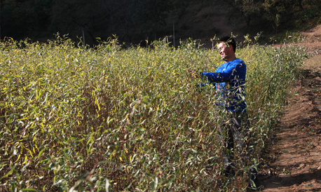 柞水瓦房口鎮(zhèn)金獅村推行龍柳訂單產(chǎn)業(yè)