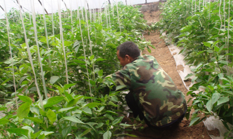 商南清油河鎮(zhèn)積極發(fā)展特色種植業(yè)