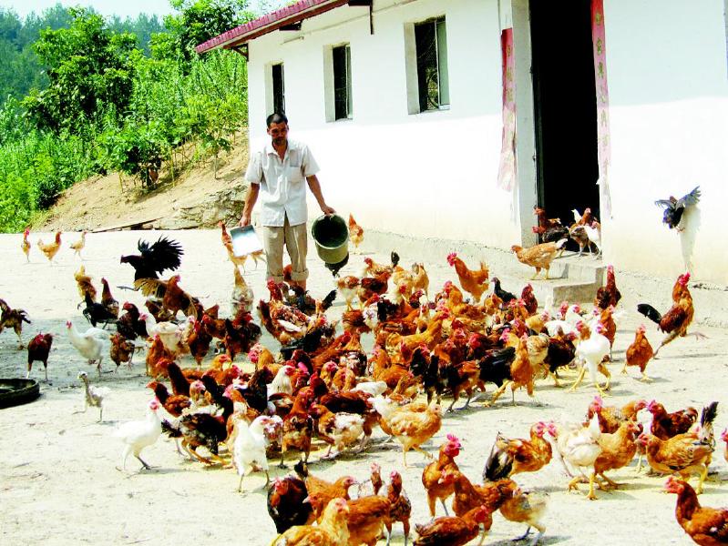 王家樓村有個觀光園