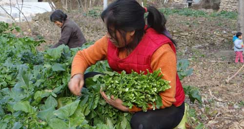 柞水縣村民劉華琴正在地里采摘白蘿卜櫻子