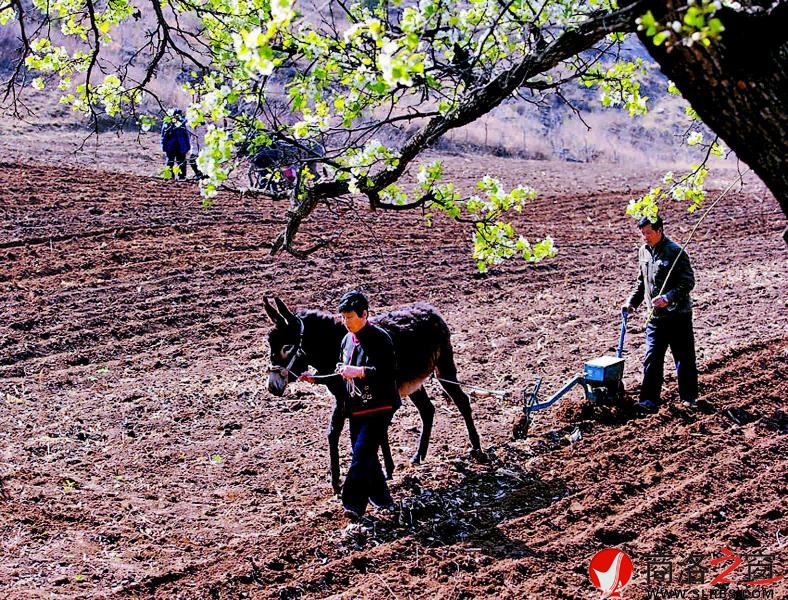 在山桃花盛開的山洼里，魏長生用毛驢耕種土地。