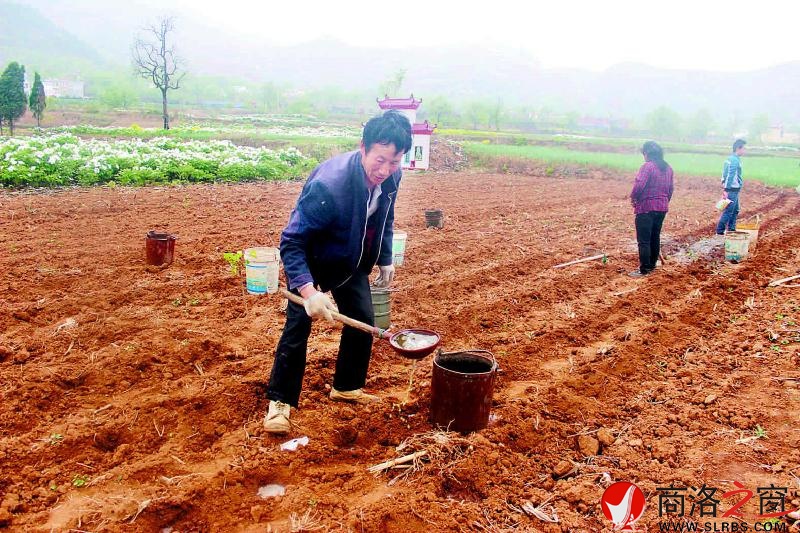 劉正技正給地里施農(nóng)家肥