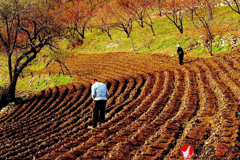 呂英安把山坡地耕種得井井有條
