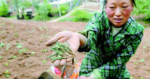 蟒龍峪村百畝玉米地遭野雞偷吃