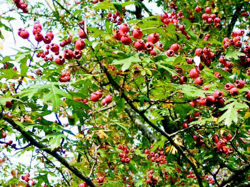 商洛山中野果香 適度開發(fā)助旅游