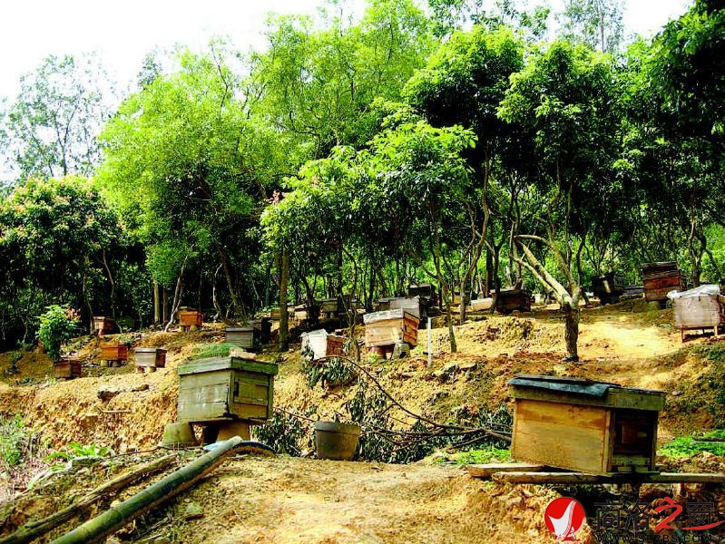優(yōu)美的自然環(huán)境成為老韓家蜜蜂的自由世界