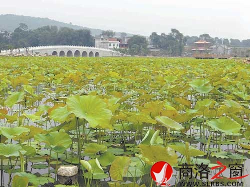 農(nóng)業(yè)產(chǎn)業(yè)觀光園里蓮葉何田