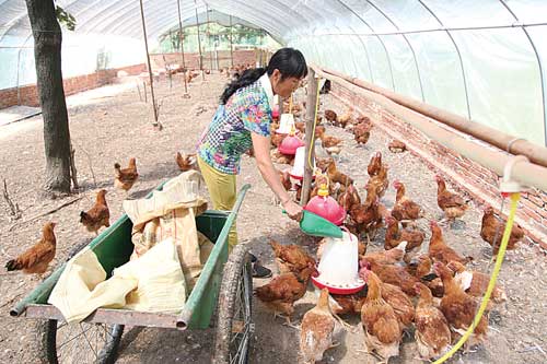 鄉(xiāng)村婦女創(chuàng)辦養(yǎng)雞場