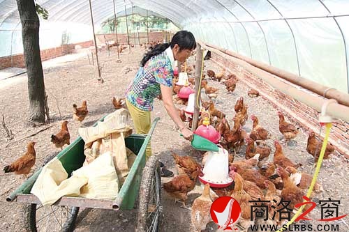 陳小利在新建的雞舍內(nèi)喂雞