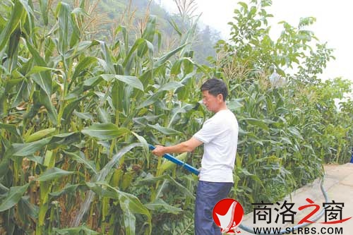 因?yàn)橛兴垂喔?，陳連山家的玉米長勢(shì)不錯(cuò)。