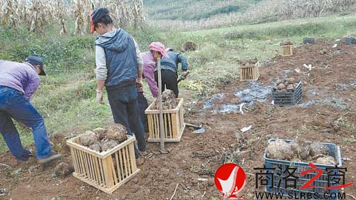 木王農(nóng)民收獲玉米田間套種的魔芋