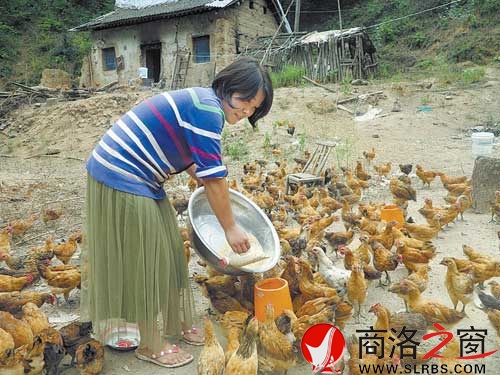 王佳在自家老院子喂雞