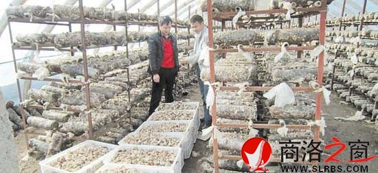 青山鎮(zhèn)上河村貧困戶通過(guò)發(fā)展食用菌盤(pán)活家庭經(jīng)濟(jì)