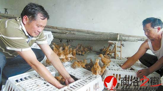 鴻偉公司向八龍村捐贈了5000只價值6萬元的雞苗，村民江文春正在接收雞苗。
