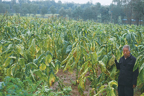 洛南縣烤煙受災(zāi)減產(chǎn)