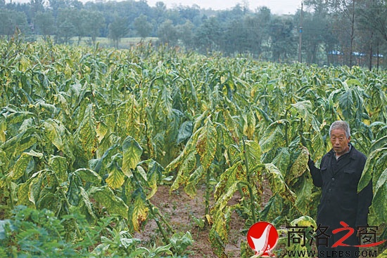 白富源在煙田里看著得