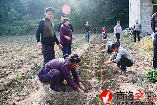 鎮(zhèn)安縣大力推廣無性系良種茶苗栽種