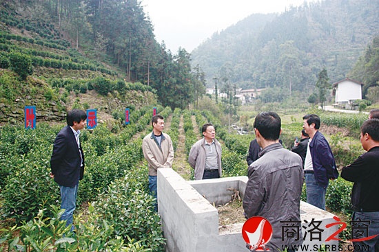 象園茶園綠肥漚糞池確保茶葉有機(jī)綠色無污染