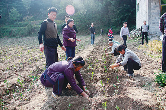 以一個村莊命名的商洛名茶