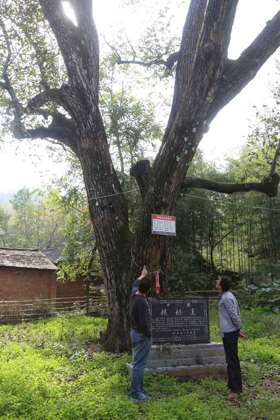 核桃樹王恢復(fù)生機(jī)