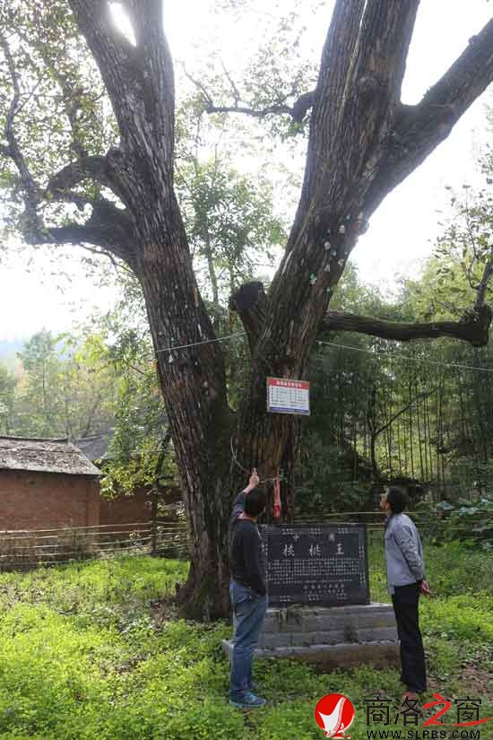 核桃樹王恢復生機