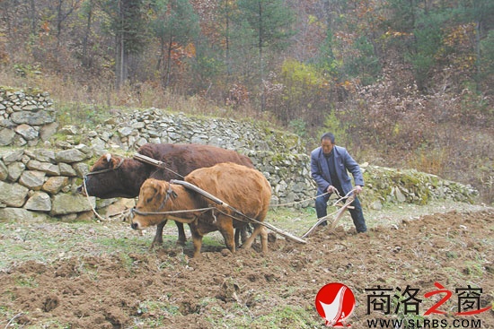 魏致富這樣犁地已有40多年了
