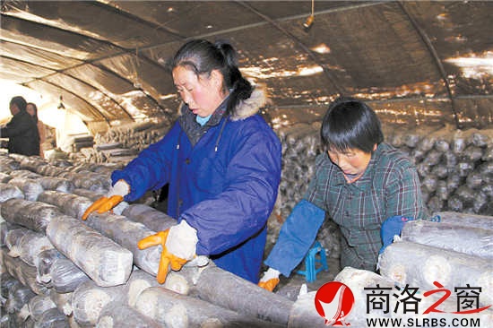 香菇大棚里，幾位村民正在忙碌地碼放料袋。香菇產(chǎn)業(yè)的發(fā)展，解決了當(dāng)?shù)財?shù)十名留守婦女的就業(yè)問題。